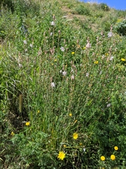 Asphodelus fistulosus