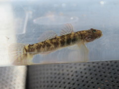 Rhinogobius brunneus