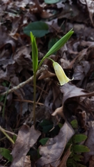 Uvularia