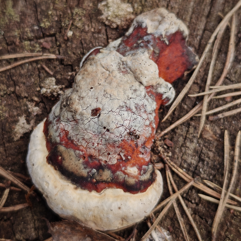 Fomitopsis pinicola · May 2026 · photo: © rixtr (iNaturalist, cc0)