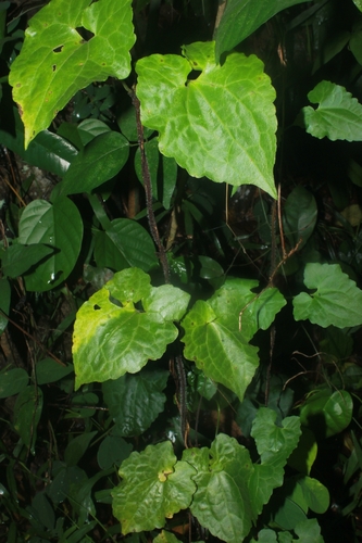 Mikania cordata observed 2026-04-27