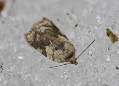 Acleris notana