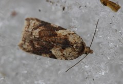 Acleris notana