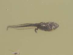 Phrynomantis annectens