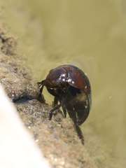 Hydrophilus senegalensis