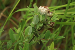 Salix myrtilloides