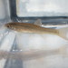 Chinese Minnow - Photo (c) seokinyang, some rights reserved (CC BY-NC), uploaded by seokinyang