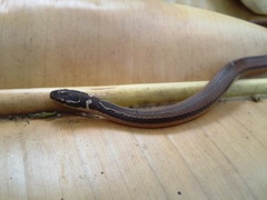 Coniophanes meridanus