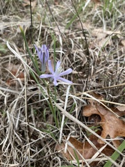Androstephium coeruleum