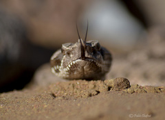 Bothrops ammodytoides