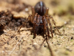 Segestria senoculata