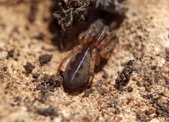 Segestria senoculata