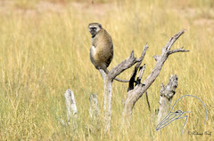 Chlorocebus cynosuros