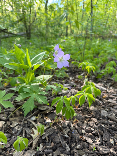 Cranesbill