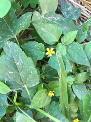 Calyptocarpus vialis