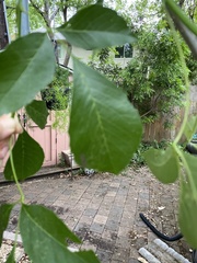 Fraxinus berlandieriana