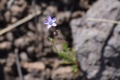 Gilia mexicana