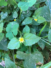 Calyptocarpus vialis