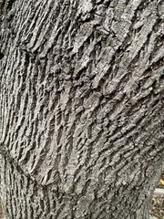 Fraxinus berlandieriana
