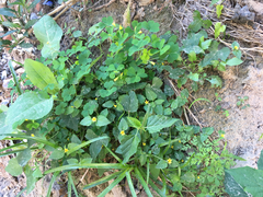 Calyptocarpus vialis