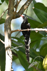 Phoeniculus purpureus angolensis