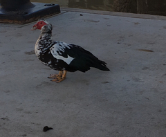 Cairina moschata domestica