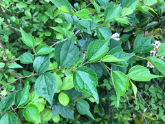 Celtis biondii