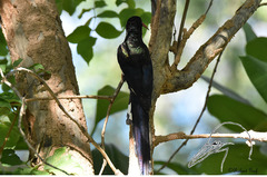 Phoeniculus purpureus angolensis
