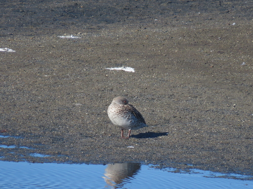 iNaturalist image