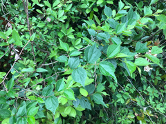 Celtis biondii