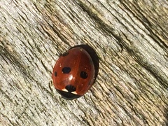Coccinella septempunctata