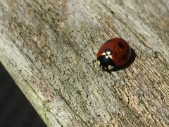 Coccinella septempunctata
