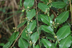 Phyllonoma laticuspis