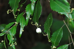 Phyllonoma laticuspis