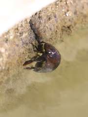 Hydrophilus senegalensis