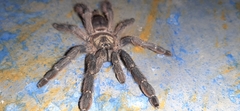Psalmopoeus
