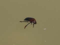 Hydrophilus senegalensis