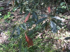 Elaeocarpus zollingeri