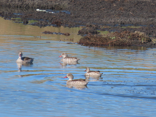 iNaturalist image