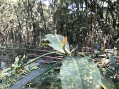 Elaeocarpus zollingeri