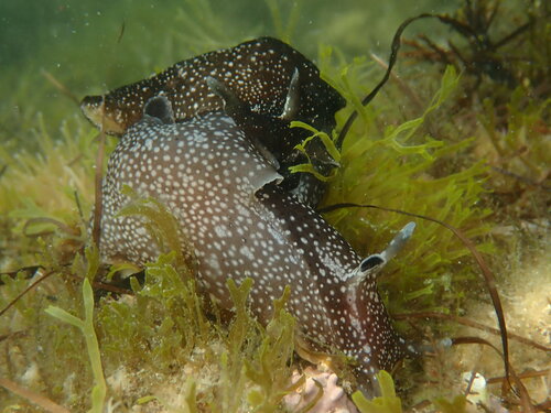 Aplysia punctata