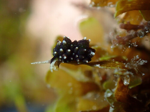 Ercolania viridis