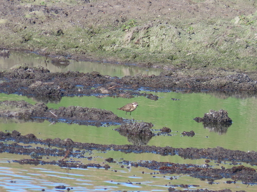iNaturalist image