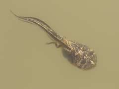 Phrynomantis annectens