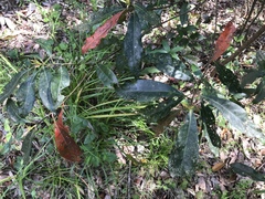 Elaeocarpus zollingeri