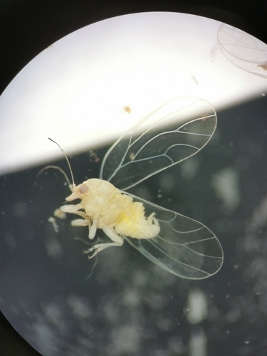 Cacopsylla ambigua