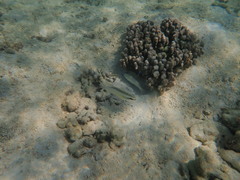 Scolopsis margaritifera