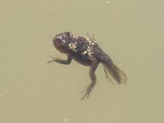 Phrynomantis annectens