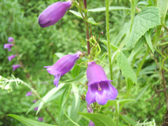 Penstemon gentianoides