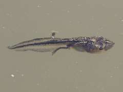 Phrynomantis annectens